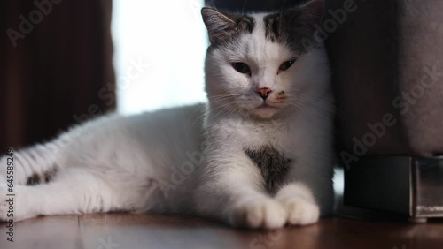 White Tabby cat making funny faces on black background. Scottish fold kitten looking something in studio.Hungry white cat with copy space.