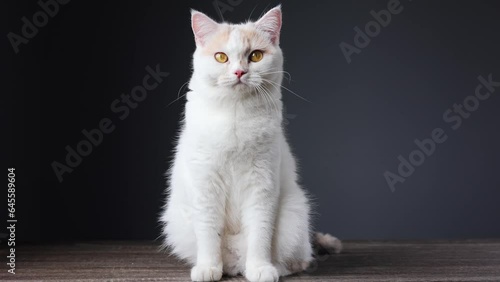 Scottish fold cat standing on wooden floor. The cat is licking its mouth while eating.