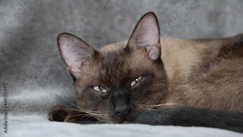 Close up front shot of Siamese cat dozing on a grey blanket