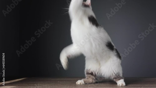 Tabby white kitten is playing a toy made of chicken feathers on a gray background.