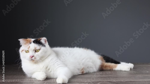 Scottish fold cat standing on wooden floor. The cat is licking its mouth while eating.