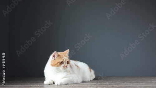 Scottish fold kitten walking on wooden floor with copy space. Red Tabby kitten standing in house. Cute pet look camera with blurred background.