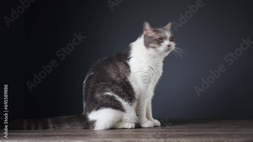 White Tabby cat making funny faces on black background. Scottish fold kitten looking something in studio.