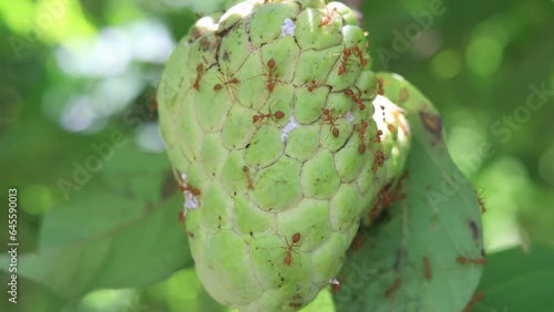 Red ant walking on custard apple.A small ant is watching the fruit.