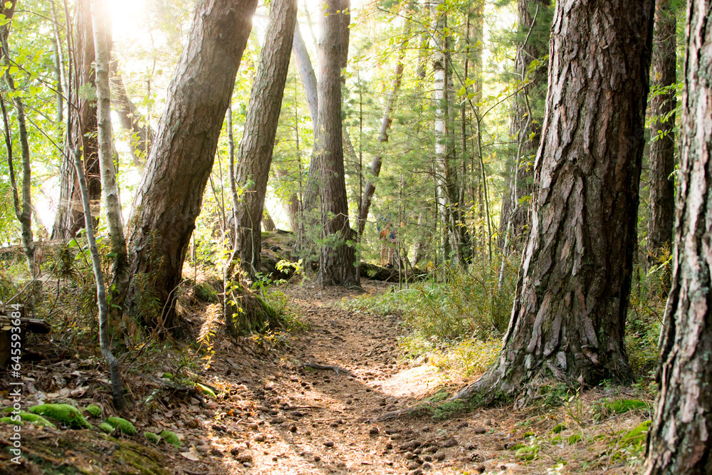 Fototapeta premium Path along the lake in a beautiful pine forest.