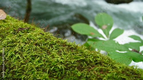苔と川