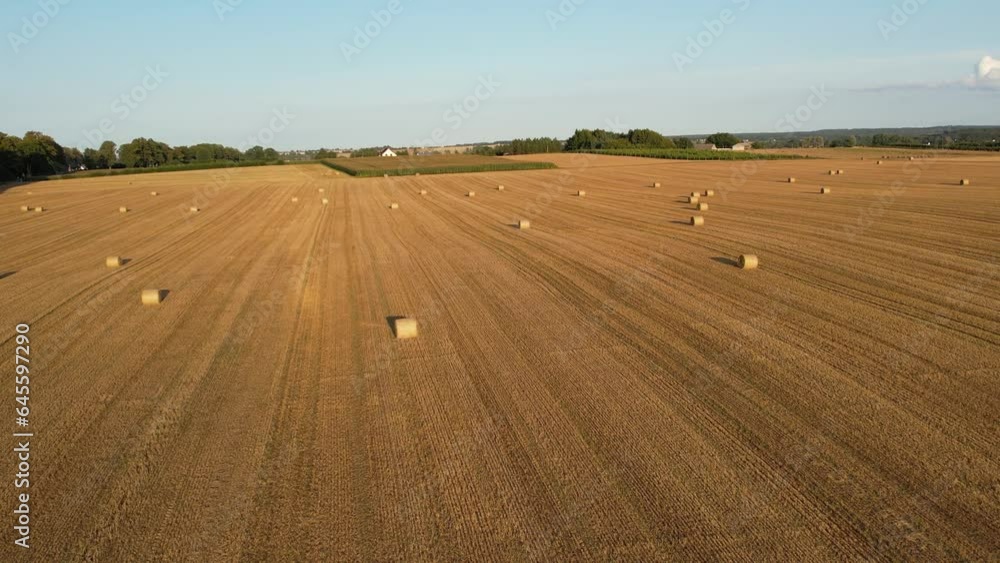 Agriculture field with hay bales, aerial view. Endless farm land with haystacks. Rural landscape with golden wheat straw bales. Agriculture field with hay bales, aerial view. Endless farm land with haystacks. Rural landscape with golden wheat straw bales.