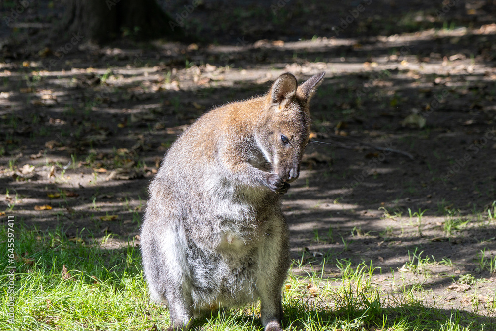 Cute Kangaroo Wallabia Bicolor Watching Portrait in Nature