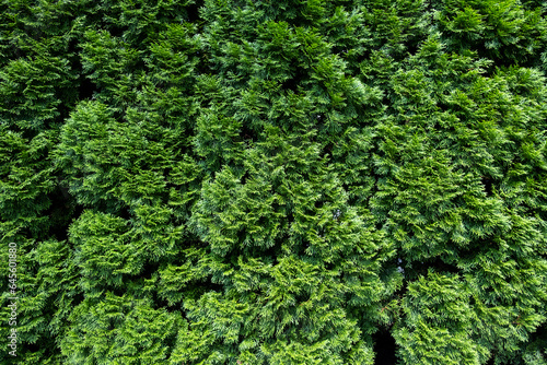 Fototapeta Naklejka Na Ścianę i Meble -  Green leaf texture for natural background