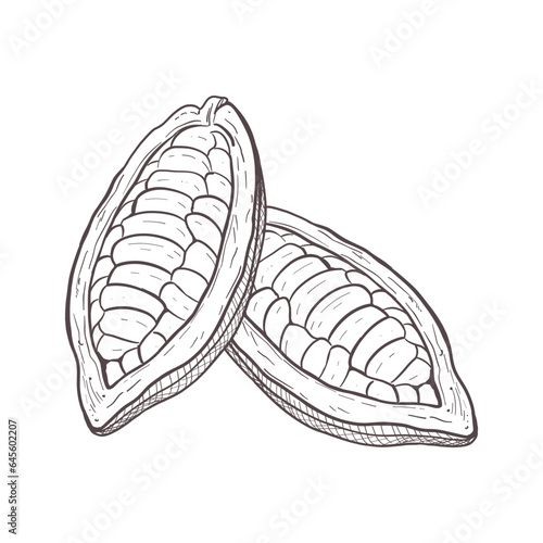 Vector illustration set of two opened unpeeled raw cocoa beans. You can see seeds. Black detailed outline of fruits, graphic drawing. For postcards, design and composition decoration, prints, posters
