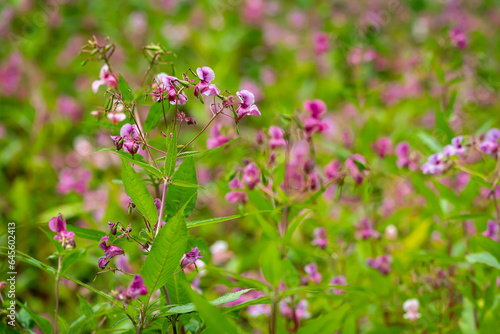 Impatiens glandulifera, also called, Himalayan balsam, one of the invasive species of plants © VOJTa Herout