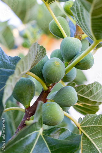 figs on the branch of the fig tree still unripe, in the summer in the province of Salamanca, Spain