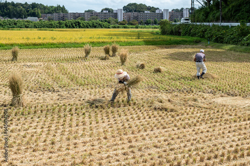 ご夫婦で稲の取入れ、日本の秋の原風景の一つです。