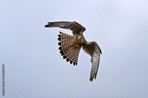 Bild auf Leinwand Common kestrel // Turmfalke (Falco tinnunculus)