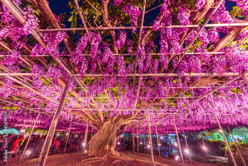 Wisteria at Ashikaga Flower Park photo