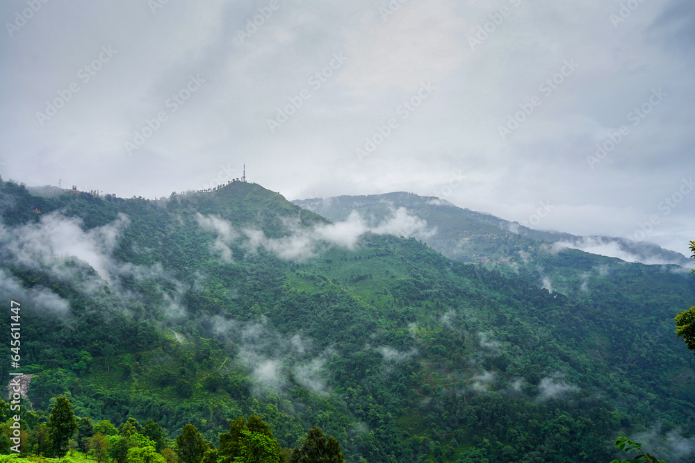 Obraz premium tea garden estate with fog clouds rolling over the hills in Darjeeling showing the famous tea producing tourist attraction in India