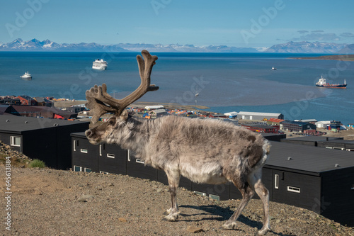 Svalbard reindeer  Rangifer tarandus platyrhynchus   freely roaming the streets of Longyearbyen  Svalbard  Norway