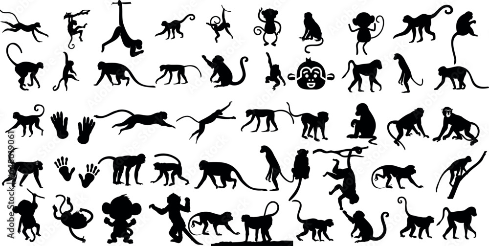  A set of monkey silhouettes on a white background. Perfect for designs about animals, nature, wildlife, primates, monkeys, apes, jungle, rainforest, conservation, and education - obrazy, fototapety, plakaty 