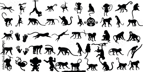 Fotografia, Obraz A set of monkey silhouettes on a white background