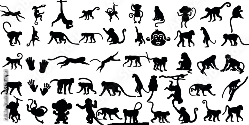 Obraz  A set of monkey silhouettes on a white background. Perfect for designs about animals, nature, wildlife, primates, monkeys, apes, jungle, rainforest, conservation, and education