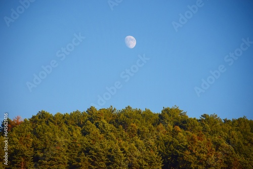 moon and trees