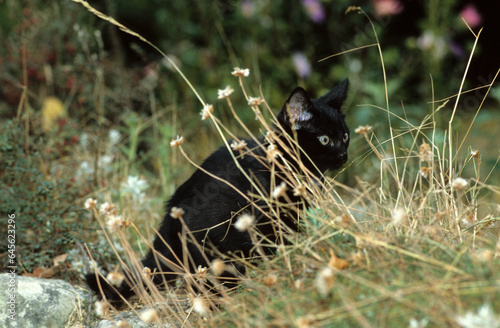 chatton, Chat, noir photo