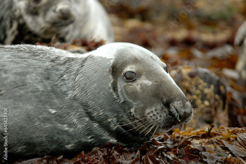 Phoque gris, Halichoerus grypus