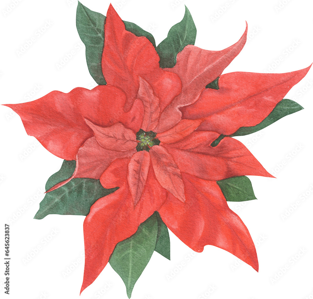 Traditional Christmas plants painted in watercolor. Poinsettia