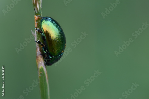 Macro photo of green beetle perched on a stem