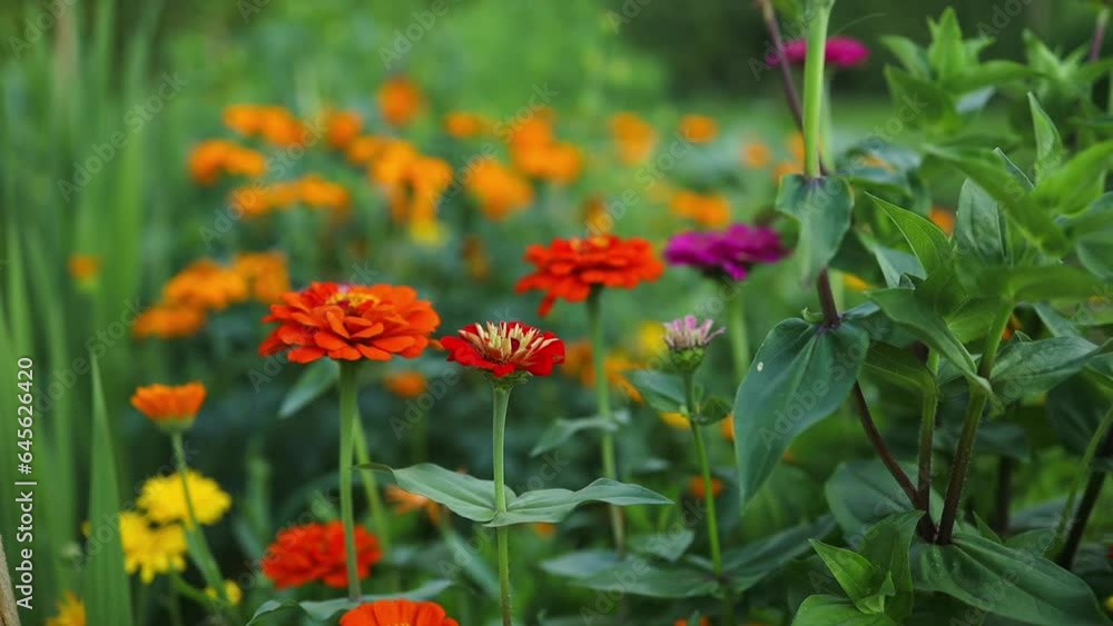 a beautiful flower blooming in the garden with red crown and yellow stamens. High quality FullHD footage a beautiful flower blooming in the garden with red crown and yellow stamens. High quality FullHD footage