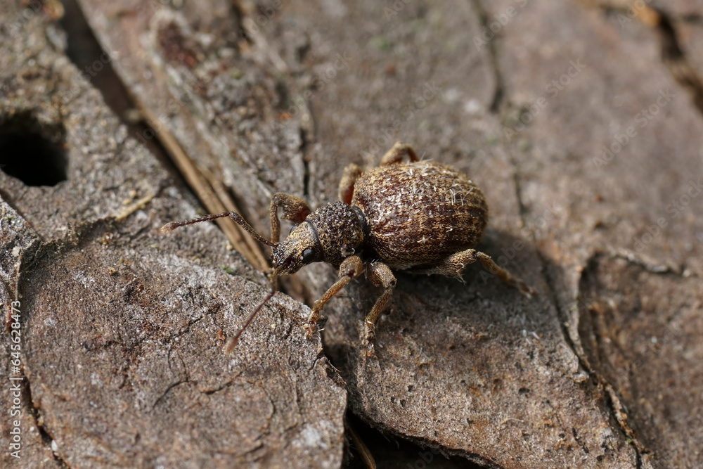 Closeup on the small brown broad-nosed privet weevil, Otiorhynchus crataegi sitting on wood Closeup on the small brown broad-nosed privet weevil, Otiorhynchus crataegi sitting on wood