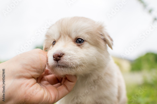 Beautiful fluffy little puppy, cute cub, small dog, doggy, white fluffy puppy