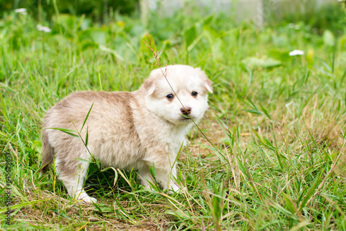Beautiful fluffy little puppy, cute cub, small dog, doggy, white fluffy puppy