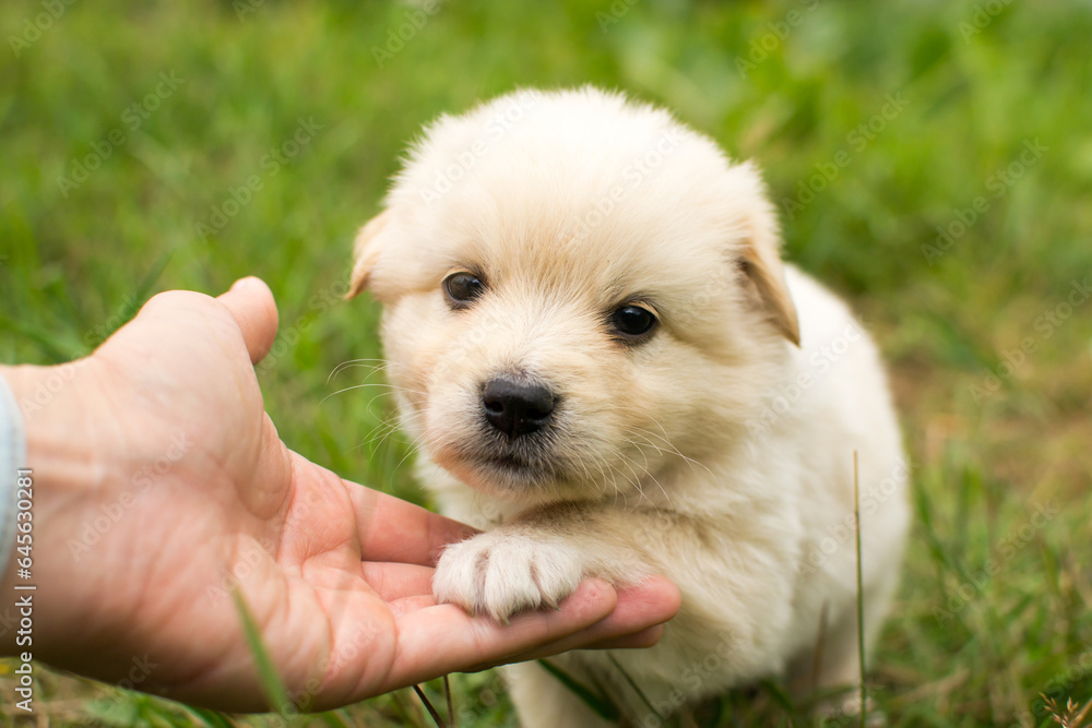 Beautiful fluffy little puppy, cute cub, small dog, doggy, white fluffy puppy Beautiful fluffy little puppy, cute cub, small dog, doggy, white fluffy puppy