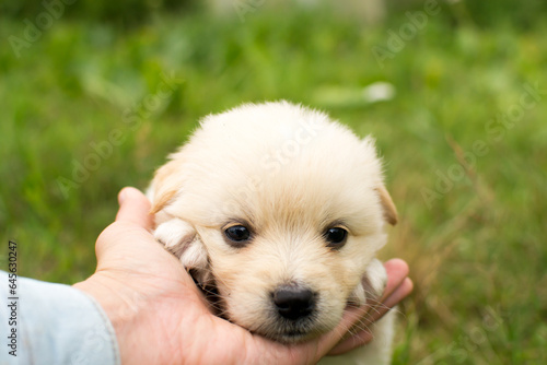 Beautiful fluffy little puppy, cute cub, small dog, doggy, white fluffy puppy