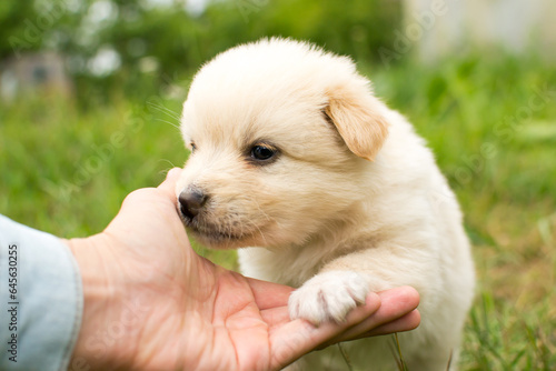 Beautiful fluffy little puppy, cute cub, small dog, doggy, white fluffy puppy