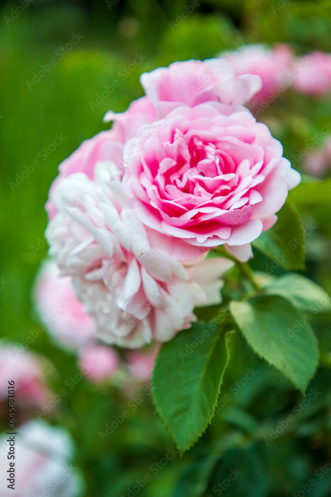 Vertical view of delicate pink rose on blurred background