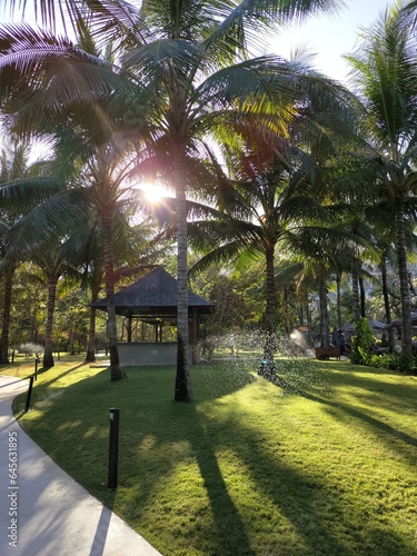 palm trees on the beach