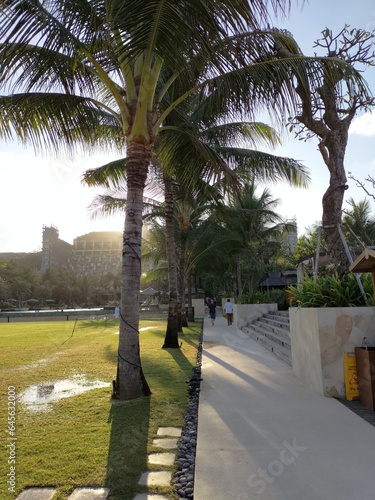 palm trees on the beach