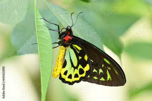 Male of Ornithoptera priamus, common green, Cape York , Priam's birdwing butterfly