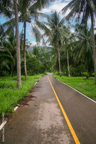 Empty, deserted rural road in the countryside of Thailand, lined by palm trees.