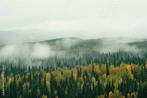 A foggy forest landscape. The forest is made up of mostly coniferous trees, with some deciduous trees mixed in