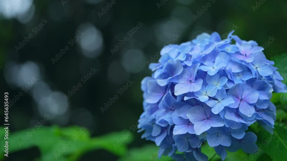 雨に濡れる紫陽花 雨に濡れる紫陽花