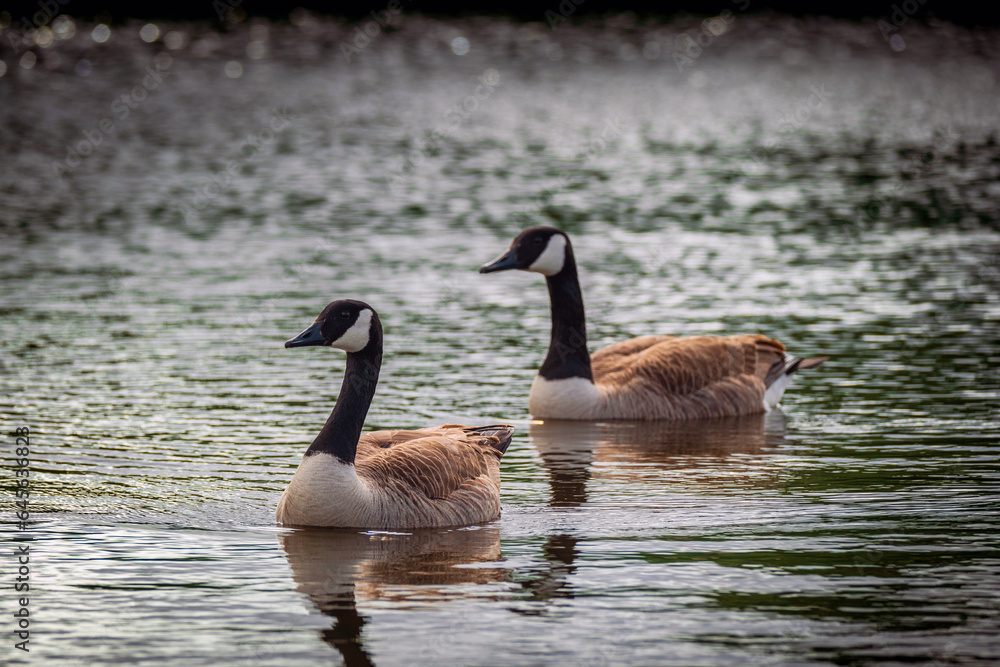 Obraz premium Pair of Canadian Geese swimming on a lake
