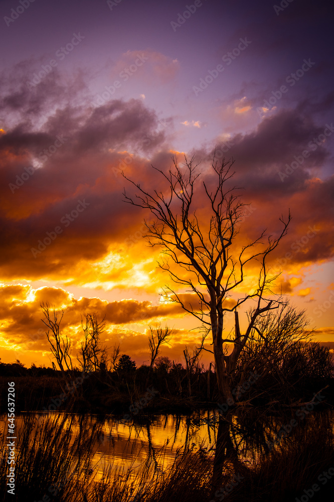 Silhouette of a large dead tree reflecting in a pond at sunset. New Zealand