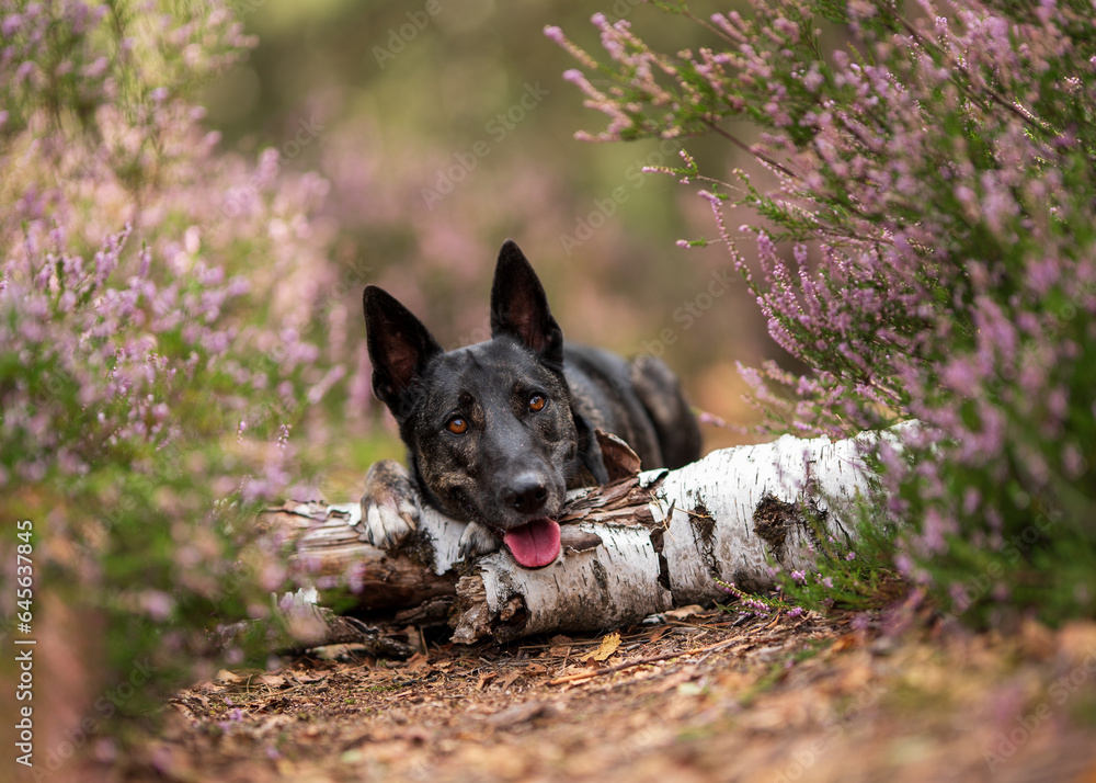Naklejka premium Chien berger