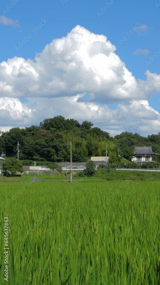 Summer, Iridocumulus clouds and paddy field scenery, Vertical animation