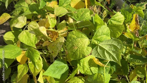 Mung bean or green gram plant with yellow spots on leaves, mosaic disease, blight or improper watering symptoms.