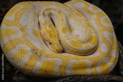 Closeup on a colorful large, curled up, albino Burmese python regius with yellow markings in a terrarium
