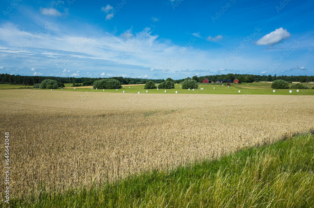 Swedish countryside landscape, Rye or wheat field dry yellow color and lush green grass, Farm with red traditional swedish houses near the forest on the horizon, Summer sunny day blue sky light clouds